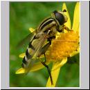 Helophilus trivittatus - Grosse Sumpfschwebfliege 12.jpg